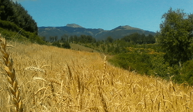 17 – 18 e 19 luglio 2015  FESTA DELLA MIETITURA